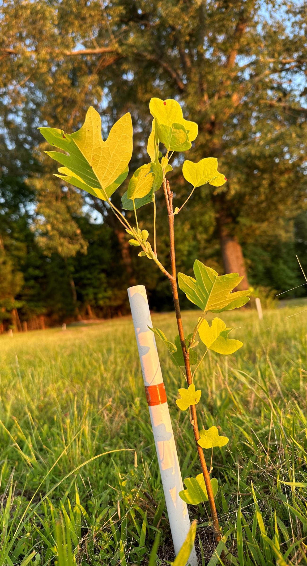 tulip poplar